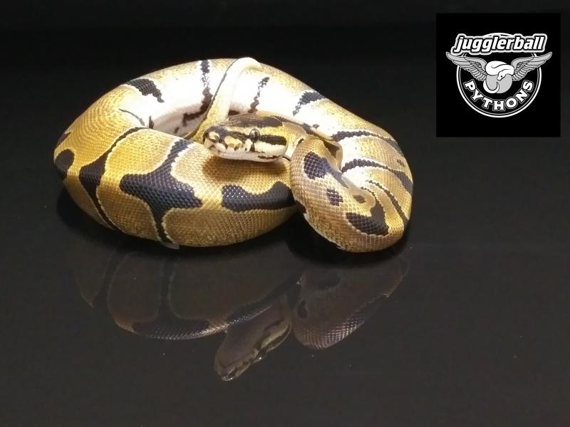 249 KRG Jungle Woma het Pied