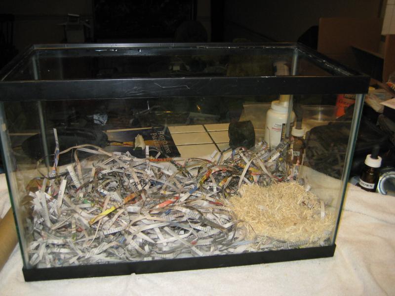 African soft-furred rat