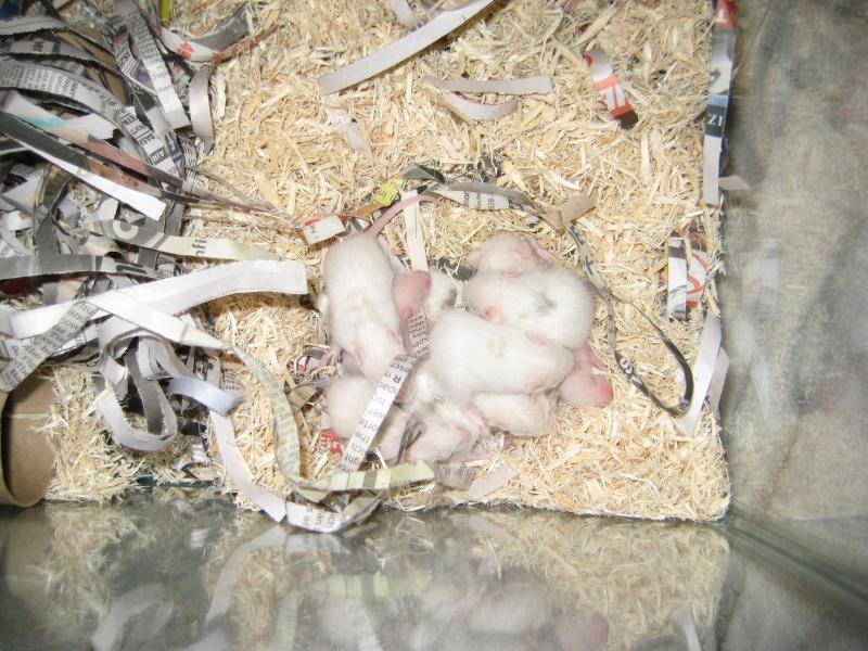 African soft-furred rat