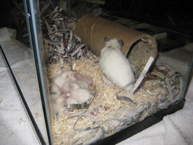 African soft-furred rat