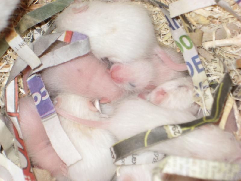African soft-furred rat