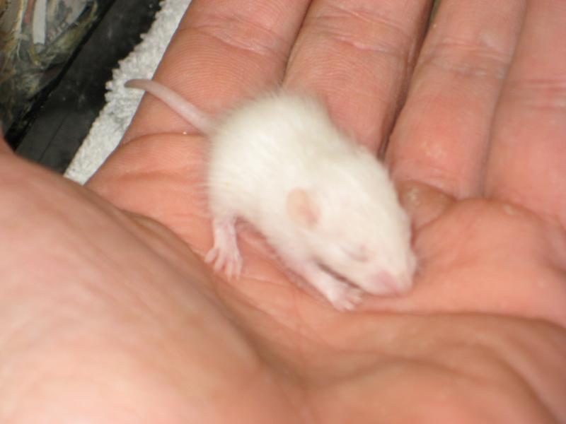 African soft-furred rat