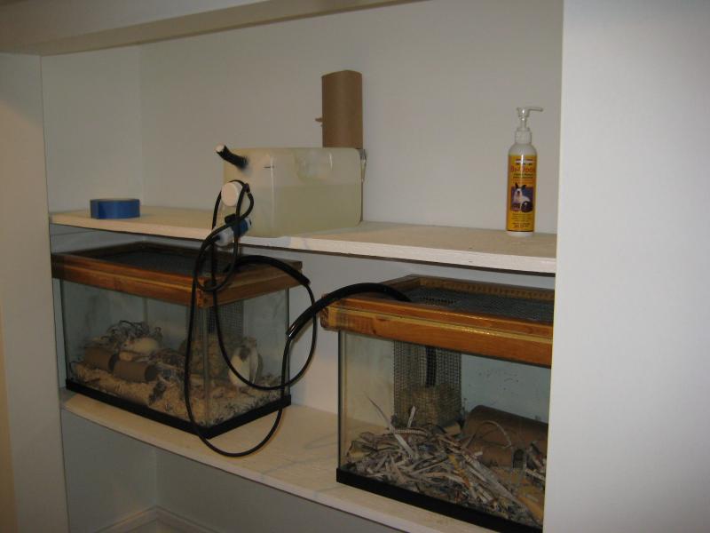 African soft-furred rat