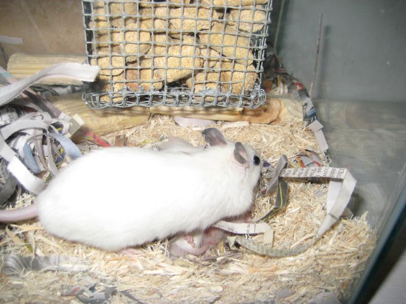 African soft-furred rat