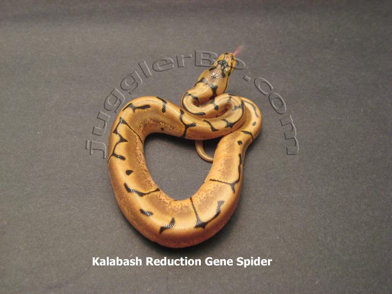 WOBKalabashSpider