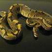 Woma Girl