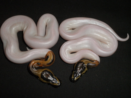 Kalabash Piebald ball python morph