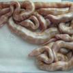 albino ball python hatch juggler bp pre shed