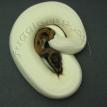kalabash reduction gene piebald