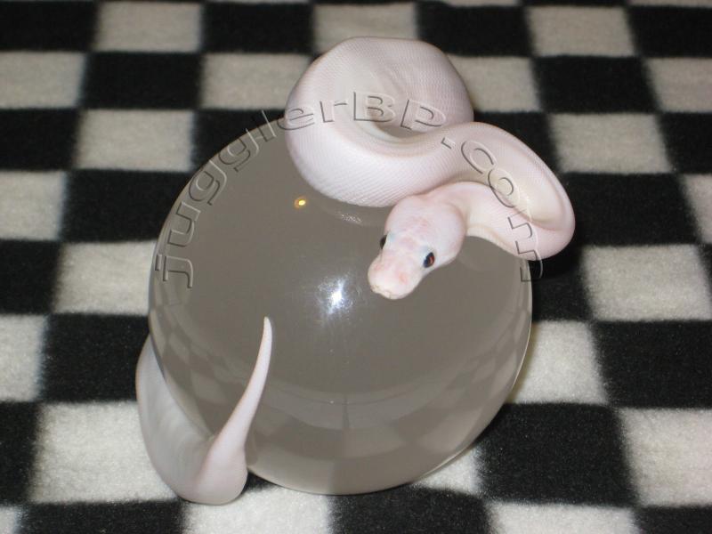 ball python black eyed leucistic juggler bp