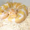 female albino
